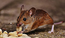 24 Hour & Emergency Exterminators in Clearfield, KY